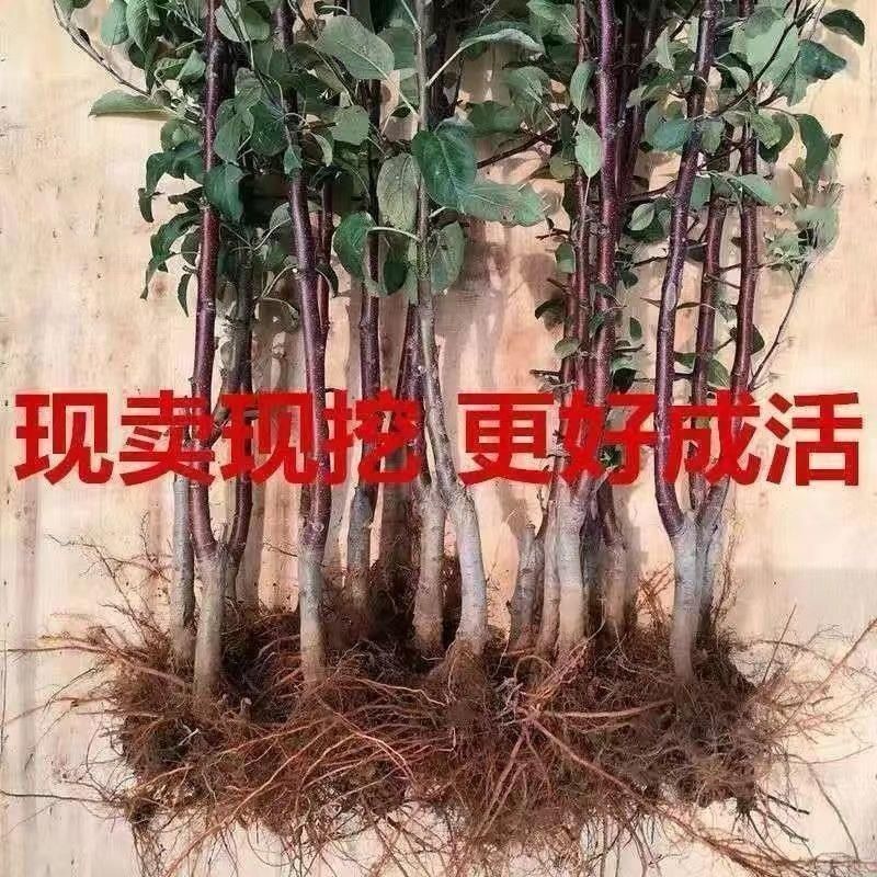 嫁接红富土苹果树苗世界一号苹果大果脆甜耐寒南北方可种