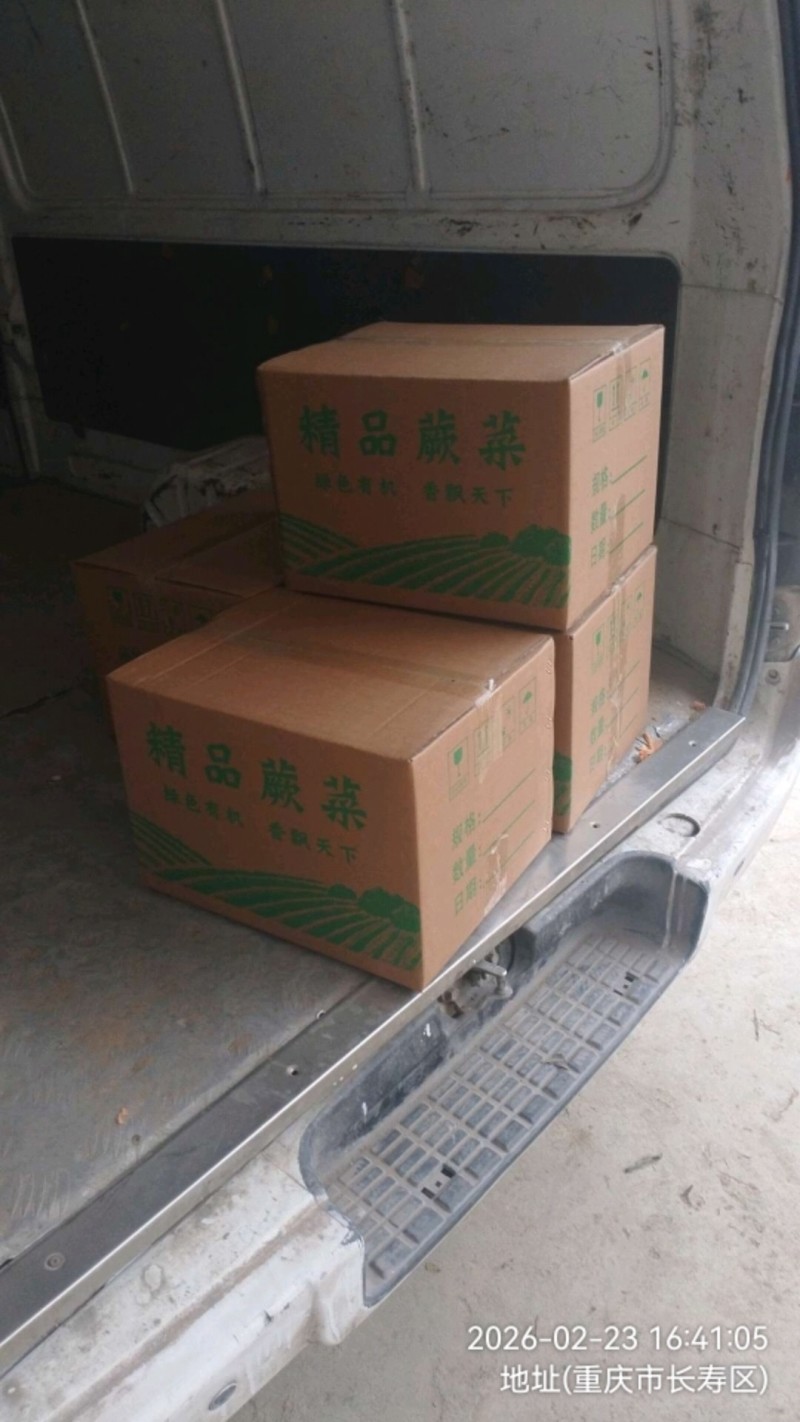 野生鲜蕨菜龙爪菜现货供应高品质蕨菜