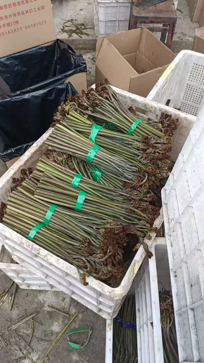 野生鲜蕨菜龙爪菜现货供应高品质蕨菜