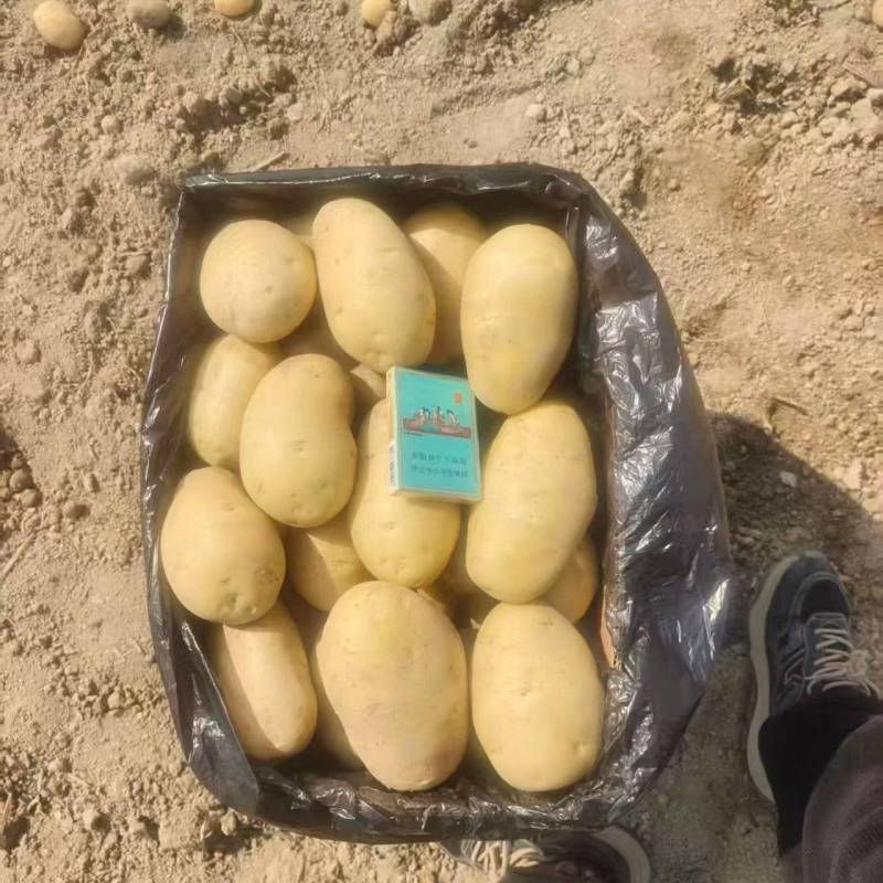 云南土豆，青薯9号土豆大量上市货源充足保质保量欢迎下单
