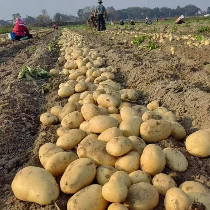 河南希森土豆产地直发品质保证量大从优欢迎下单质量保证