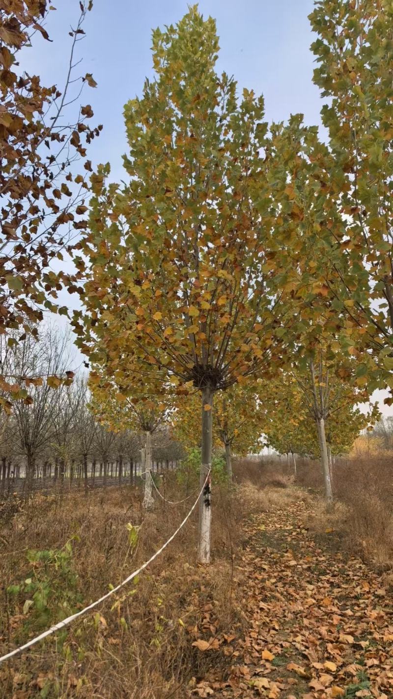 法桐，转业军人合作社基地常年对接绿化工程现挖成活率高