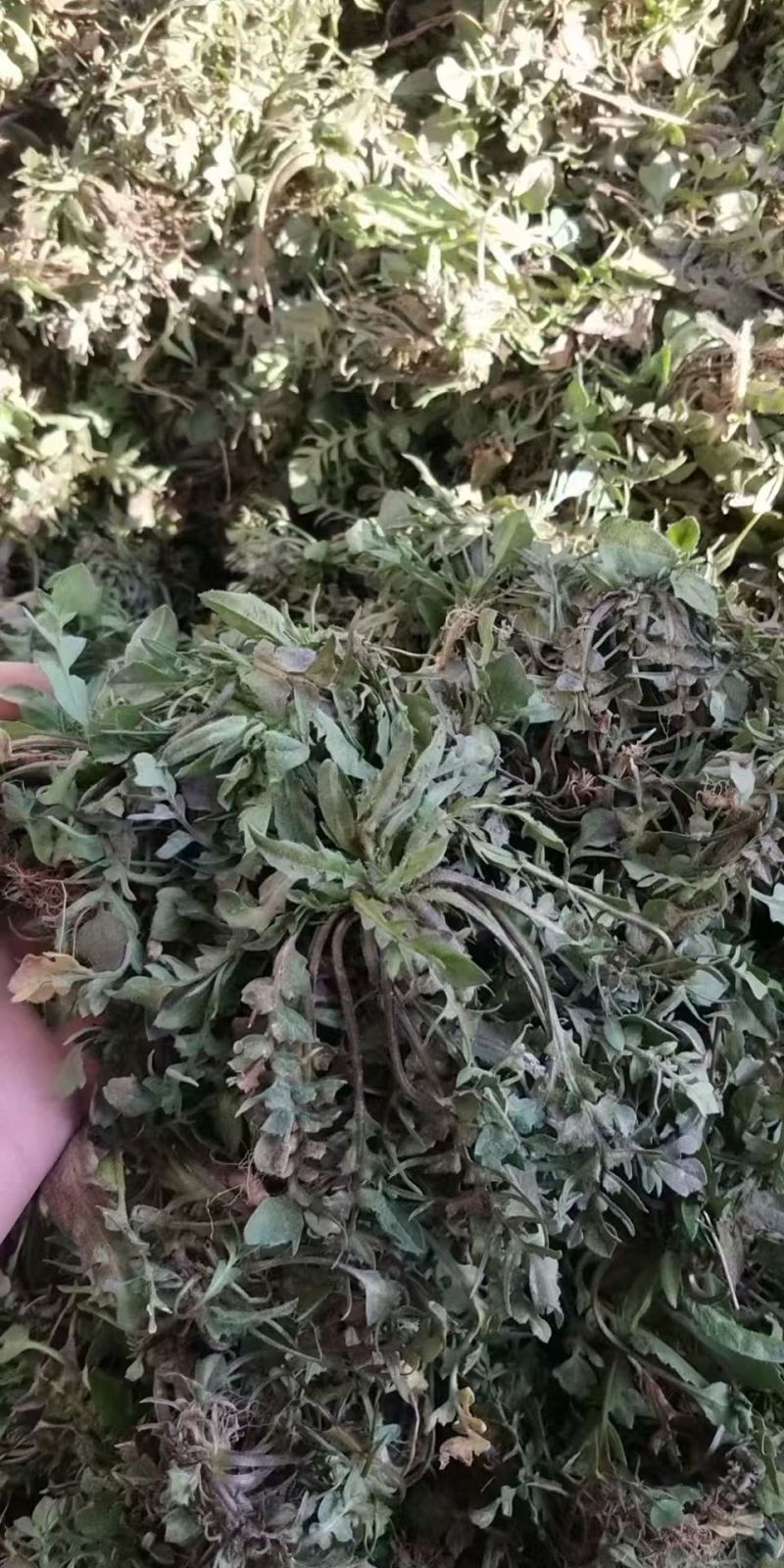 纯野生精品荠菜品质保证诚信经营欢迎来电洽谈