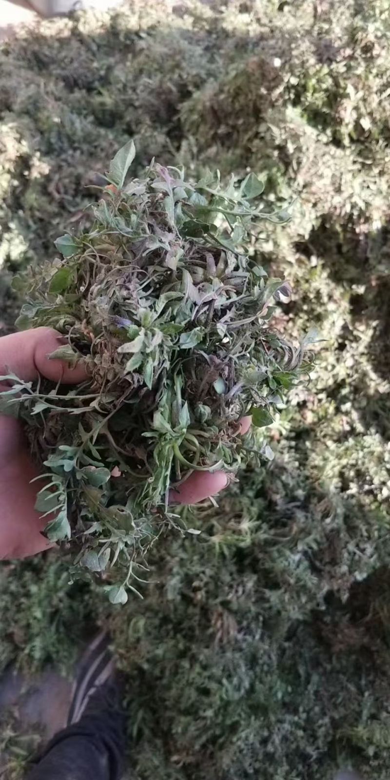 纯野生精品荠菜品质保证诚信经营欢迎来电洽谈