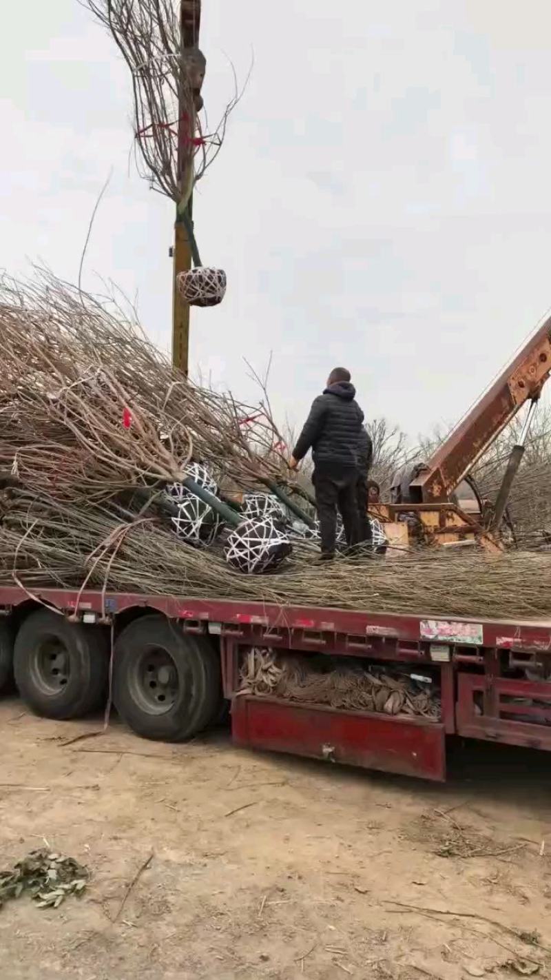 精品樱花树乔灌木樱花基地，转业基地合作社对接工程绿化