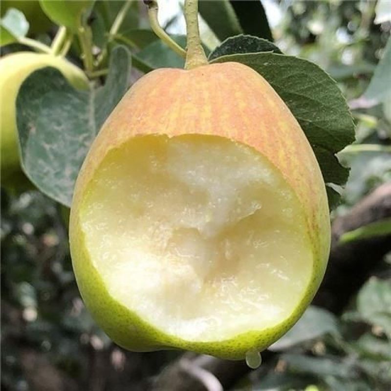 库亇勒香梨树苗新品种嫁接苗新疆香梨南北方均可种植当年结果