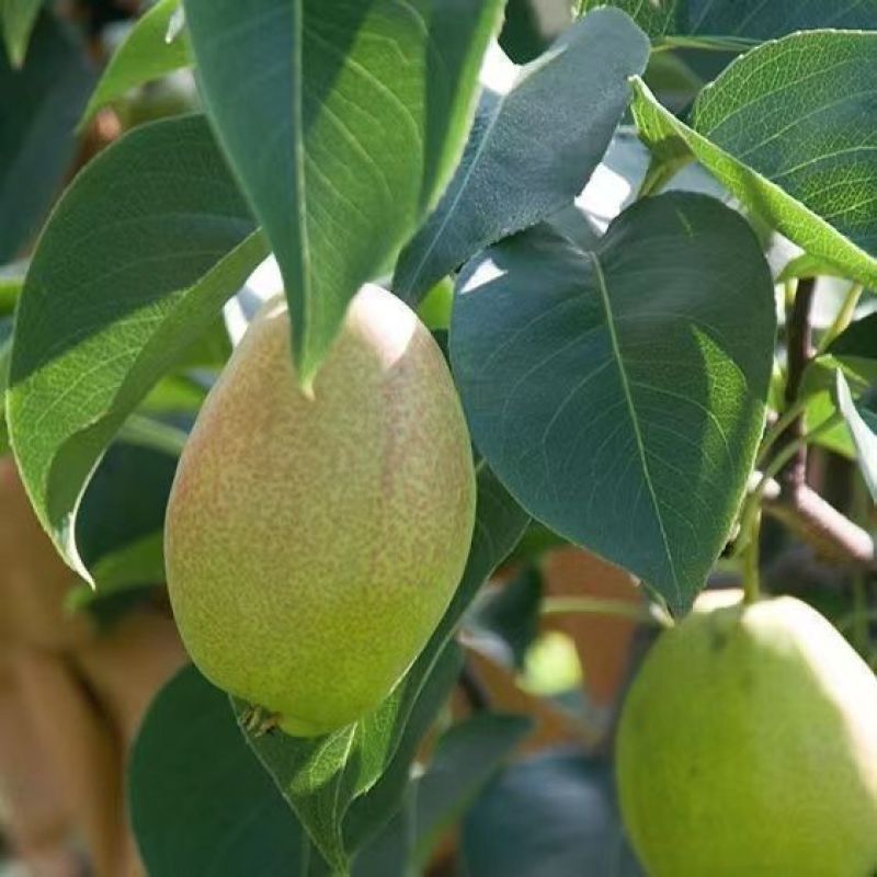 库亇勒香梨树苗新品种嫁接苗新疆香梨南北方均可种植当年结果