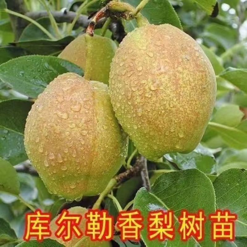 库亇勒香梨树苗新品种嫁接苗新疆香梨南北方均可种植当年结果
