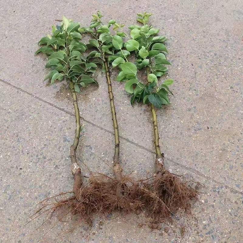 库亇勒香梨树苗新品种嫁接苗新疆香梨南北方均可种植当年结果