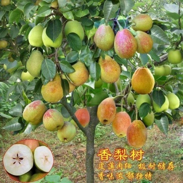 库亇勒香梨树苗新品种嫁接苗新疆香梨南北方均可种植当年结果