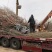 国槐金枝槐苗木基地直发量大优惠成活率高