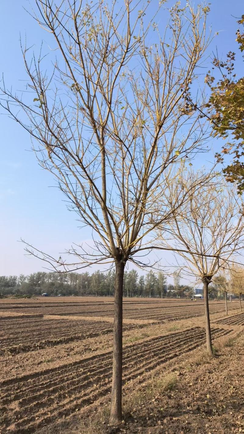 国槐金枝槐苗木基地直发量大优惠成活率高