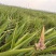 沙姜