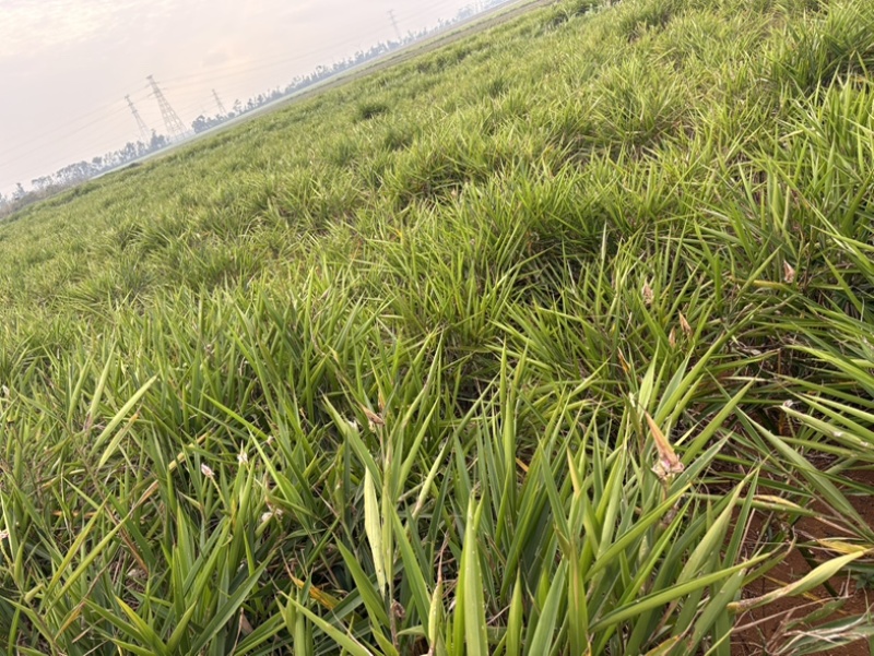 沙姜