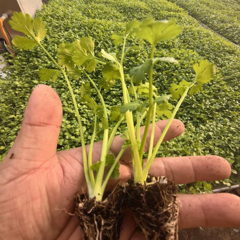 皇后芹菜苗苗场直发价格**