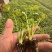 皇后芹菜苗苗场直发价格**