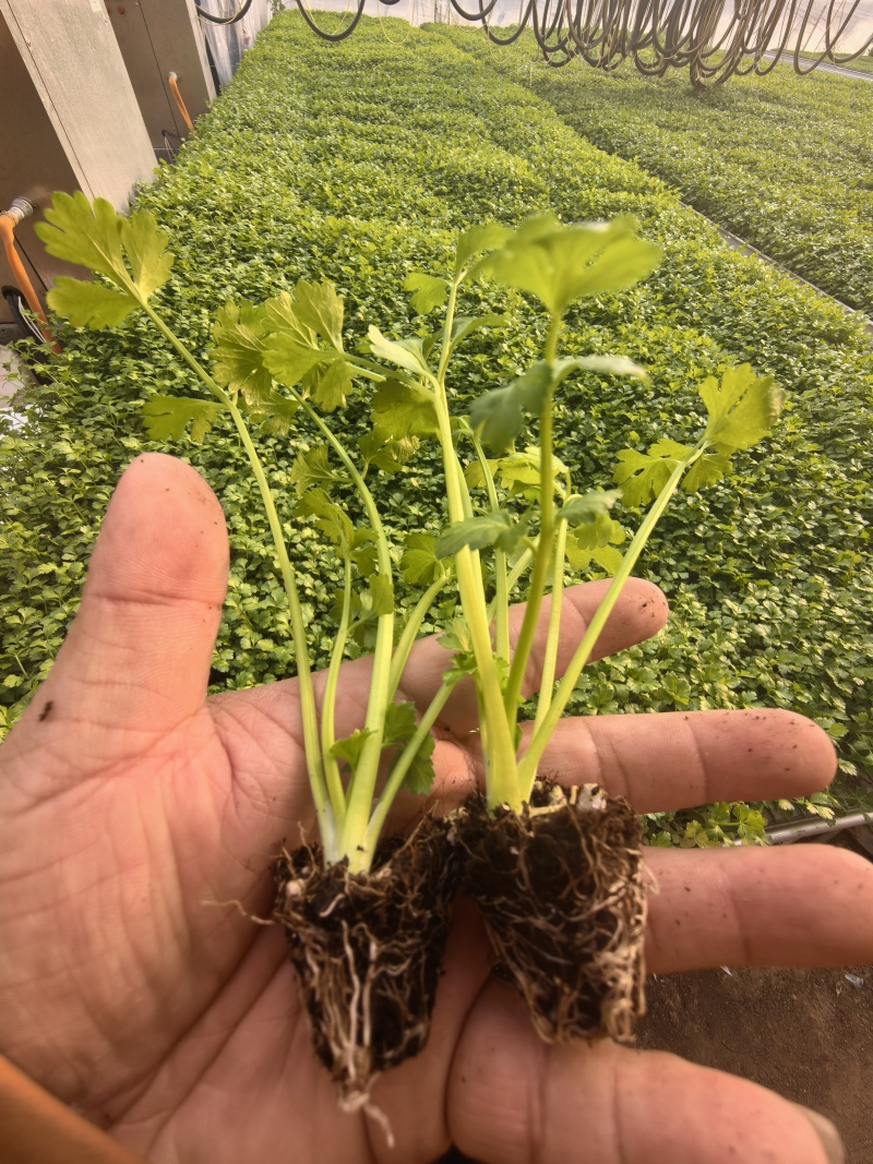 皇后芹菜苗苗场直发价格**