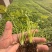 皇后芹菜苗苗场直发价格**