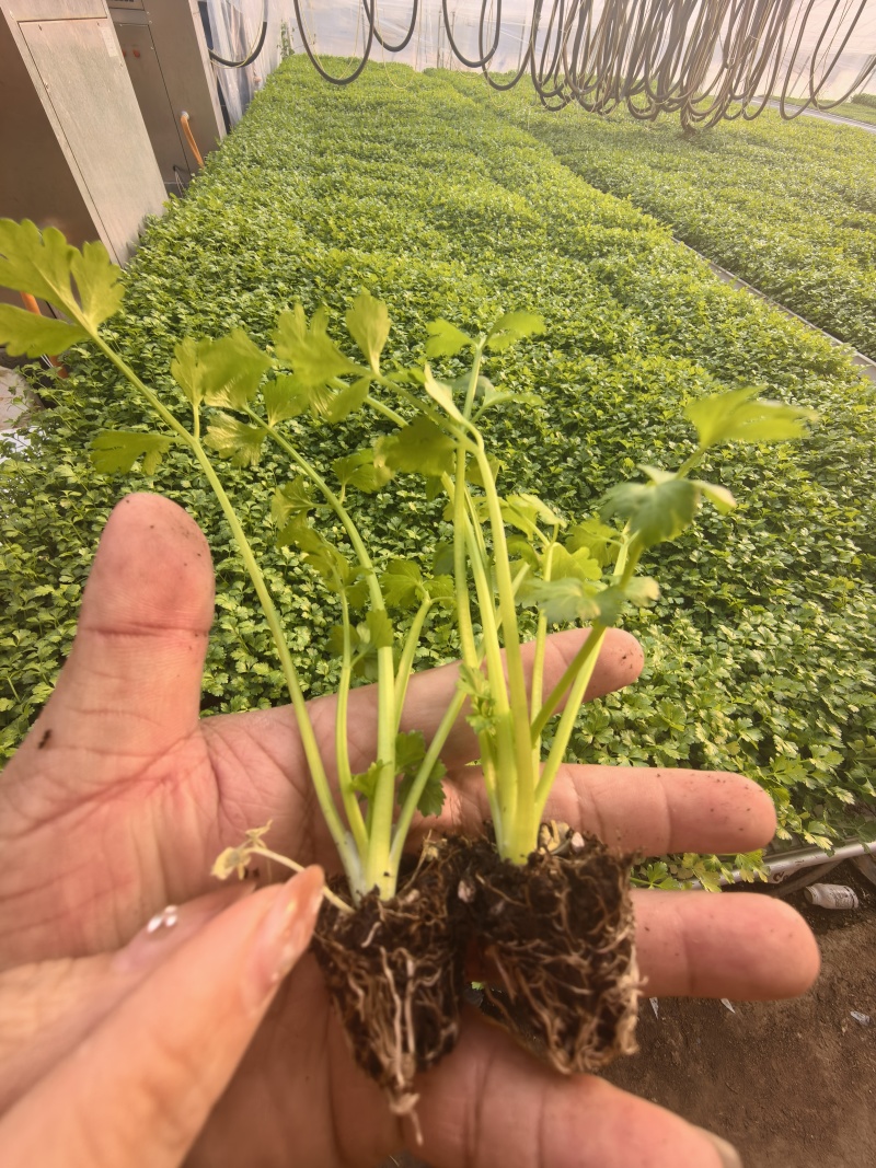 皇后芹菜苗苗场直发价格**