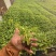 皇后芹菜苗苗场直发价格**