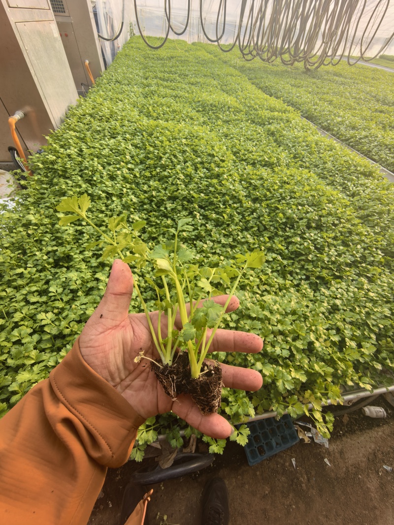 皇后芹菜苗苗场直发价格**