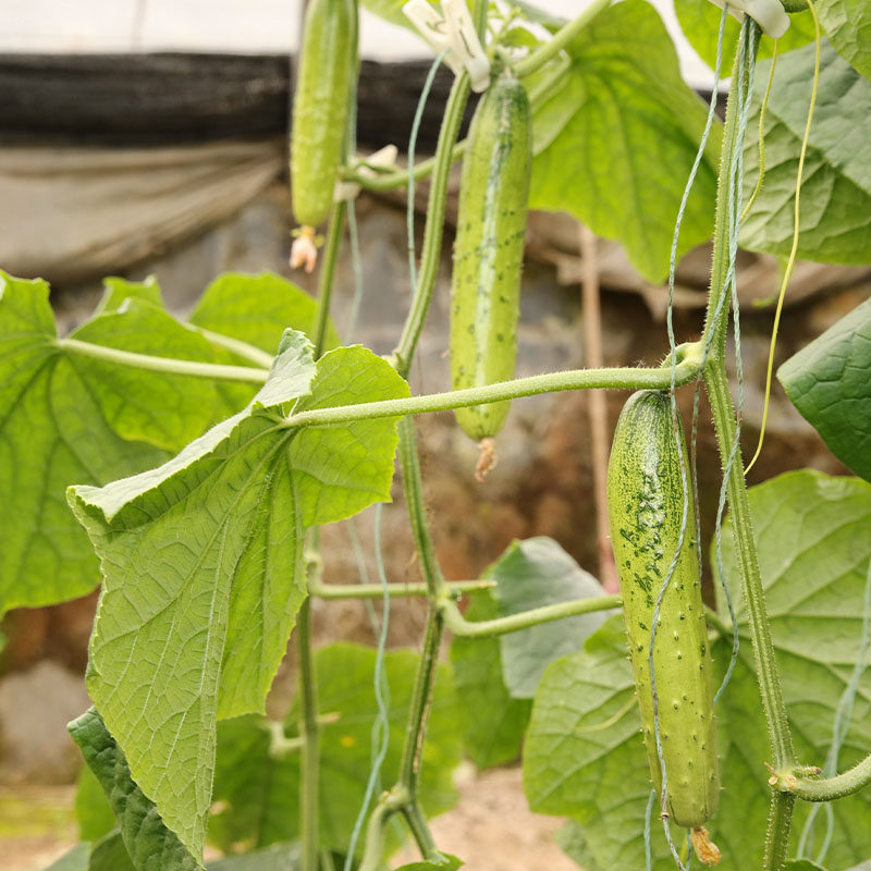 青脆水果黄瓜种子甜脆节节瓜高产小黄瓜菜园阳台盆栽蔬菜种