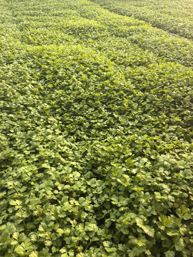 皇后芹菜苗苗场直发价格**