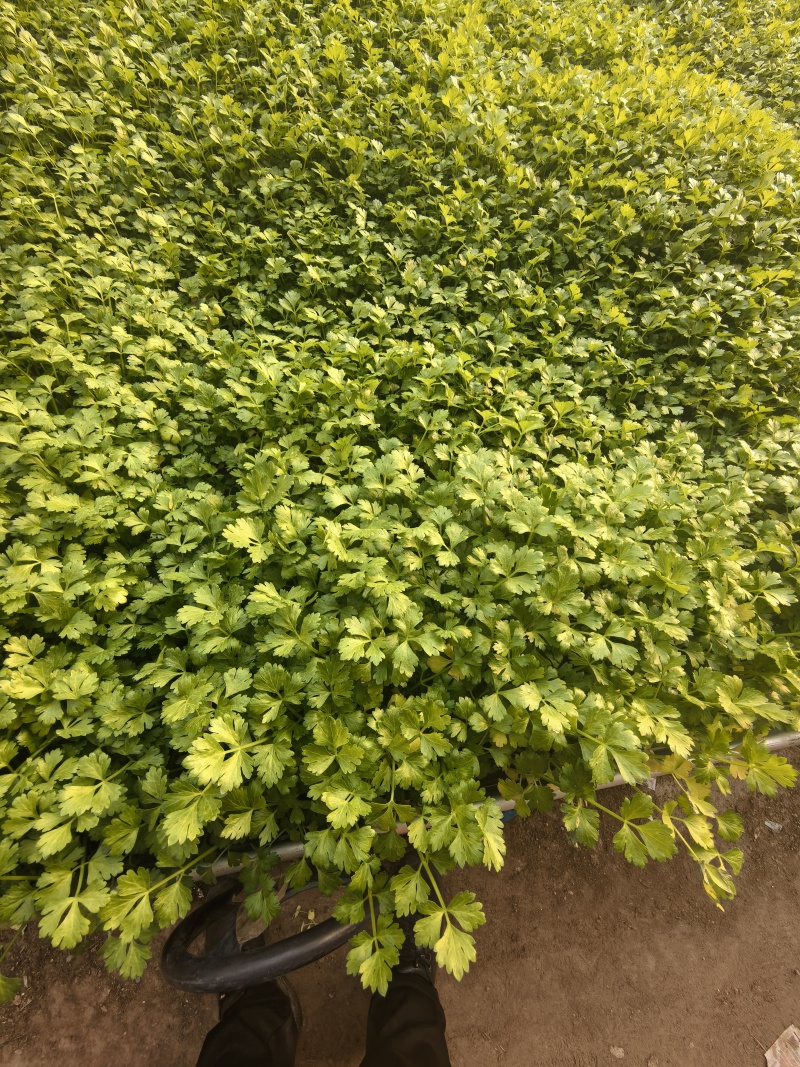 皇后芹菜苗苗场直发价格**