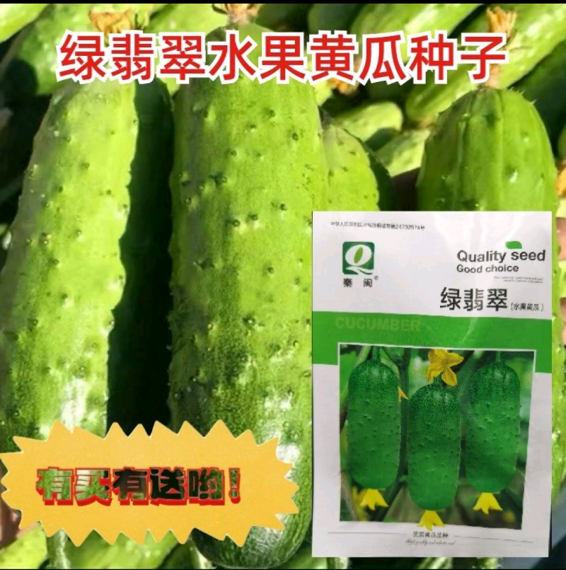 绿翡翠水果黄瓜种子甜脆节节瓜小黄瓜菜园阳台盆栽蔬菜种