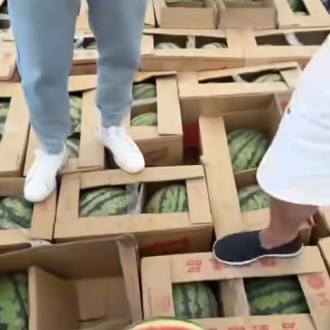云南麒麟西瓜大量接单产地直发量大从优欢迎来电