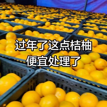 甜桔柚，口感好，果面干净便宜处理0.5元一斤