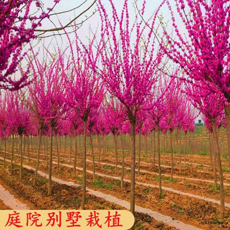 紫荆苗四季紫荆花苗紫荆树苗满条红紫金花树苗门