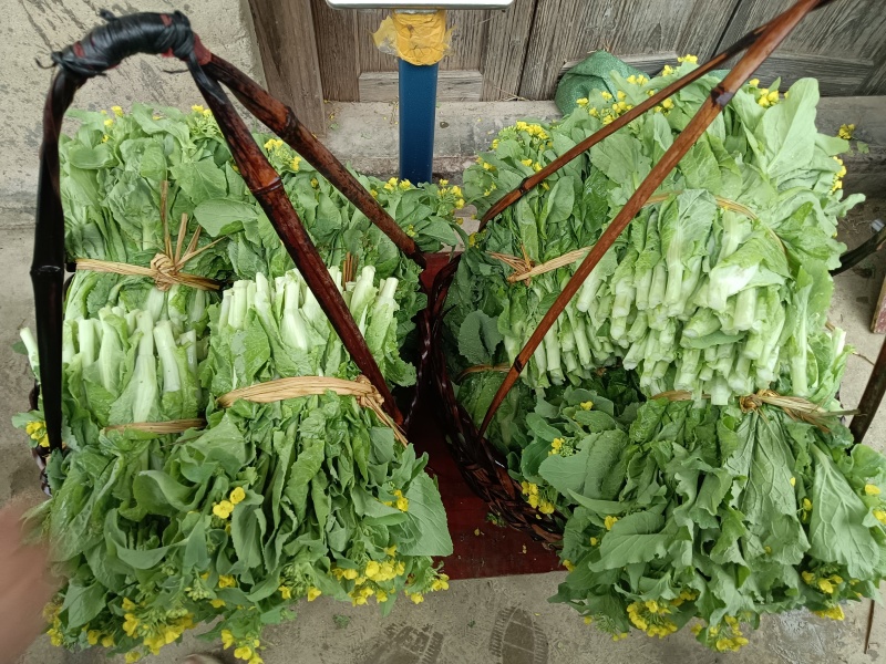 白菜苔大量上市