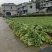 白菜苔大量上市
