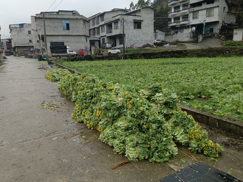 白菜苔大量上市