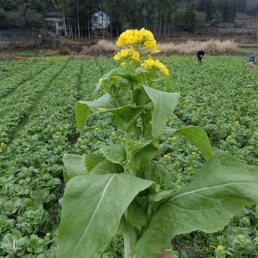 白菜苔大量上市