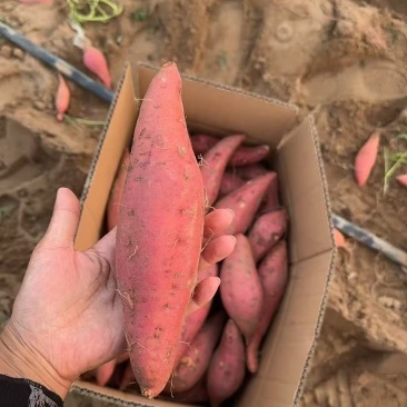 湛江西瓜红红薯产地直发量大价格可谈欢迎来电采购