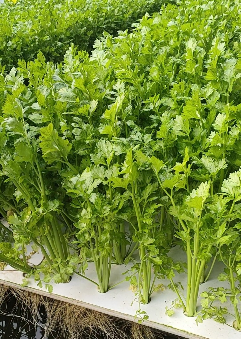 丰县华波生态农业鱼菜共生芹菜