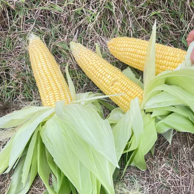 鲜玉米产地直发量大价格可谈下单可议价