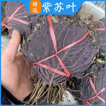 紫苏叶把扎干紫苏叶农家自晒紫苏叶干货香料无硫