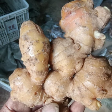 大姜，芋头