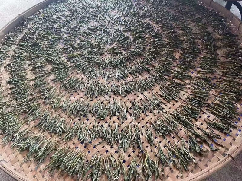 老山地区古树茶