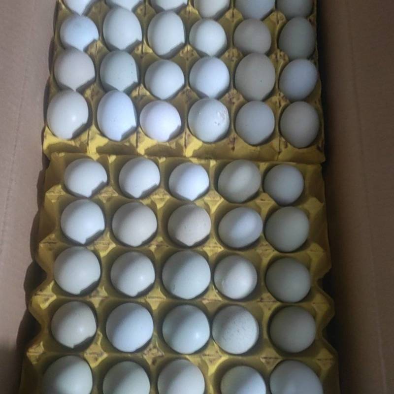 绿壳乌鸡蛋
