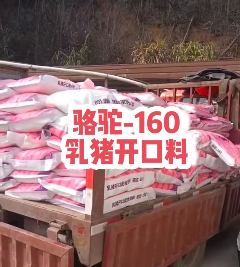 乳猪开口教槽料