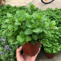 薄荷苗可食用薄荷绿植留兰香驱蚊室内客厅清香植物桌