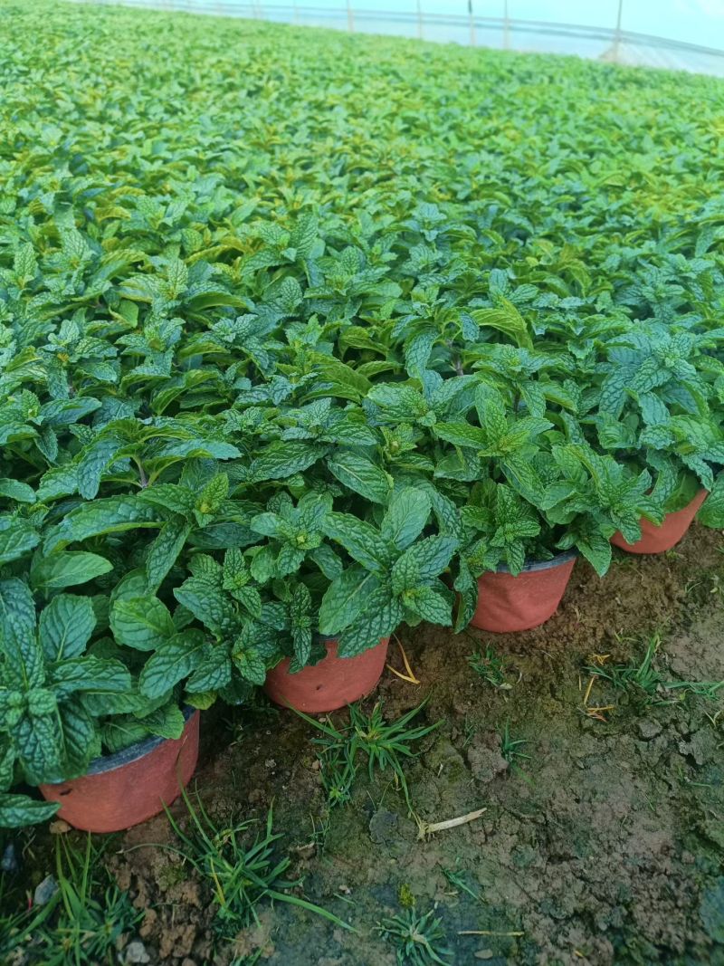 薄荷苗可食用薄荷绿植留兰香驱蚊室内客厅清香植物桌