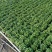 薄荷苗可食用薄荷绿植留兰香驱蚊室内客厅清香植物桌