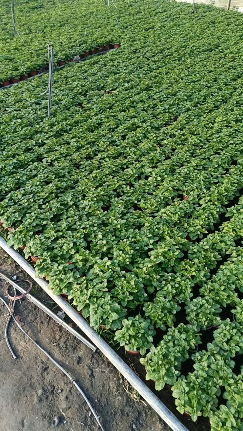 薄荷苗可食用薄荷绿植留兰香驱蚊室内客厅清香植物桌
