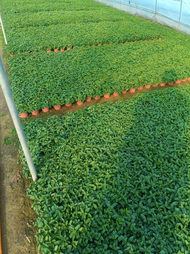 薄荷苗可食用薄荷绿植留兰香驱蚊室内客厅清香植物桌