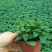 薄荷苗可食用薄荷绿植留兰香驱蚊室内客厅清香植物桌